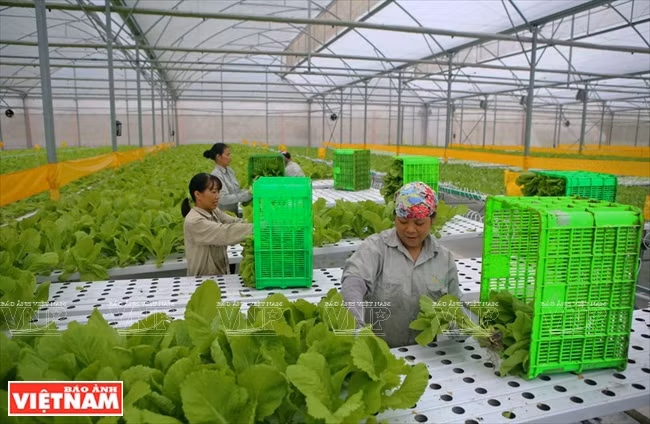 Agilizan la cadena de la agricultura orgánica de Vietnam ảnh 1