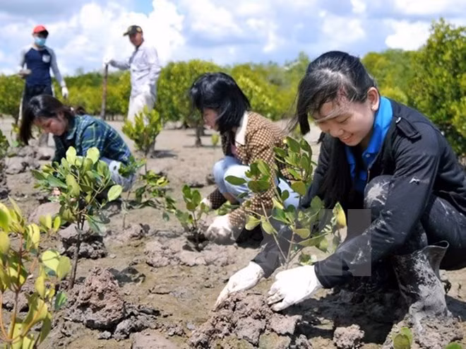 Inician proyecto de gestión de forestación sostenible en Vietnam ảnh 1
