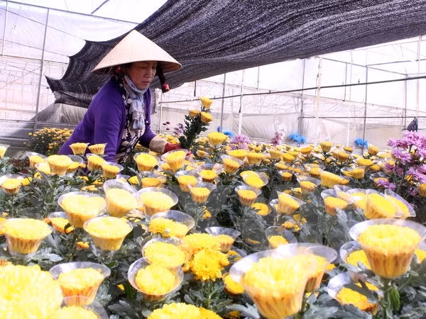 Proponen establecer centros de comercio de flores en ciudades vietnamitas ảnh 1
