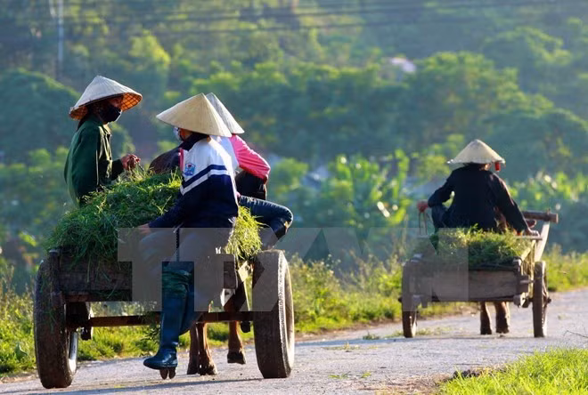 Evalúan labores de desarrollo agrícola y rural en Vietnam en 2016 ảnh 1