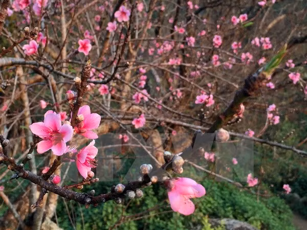 Efectúan encuentros con vietnamita que regresan a la Patria en ocasión del Tet ảnh 1