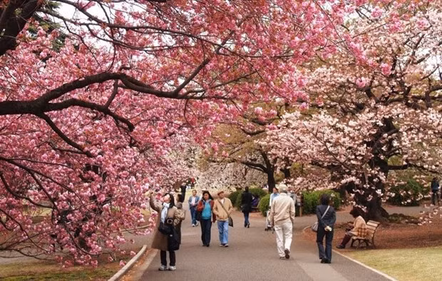 Turistas vietnamitas a Japón suman cifra récord ảnh 1