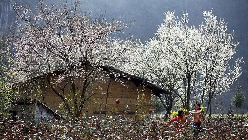 Festival de flores de Ban iniciará Año Nacional del Turismo - Dien Bien Phu 2024 ảnh 1