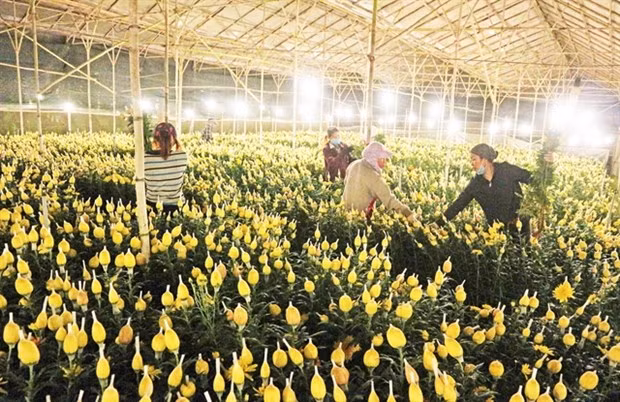 Cultivadores de flores vietnamitas buscan ventas en línea en medio del COVID-19 ảnh 1