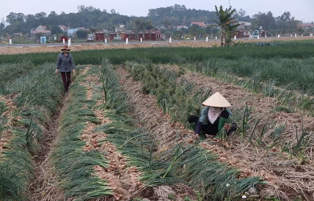 Consumo de productos agrícolas avanzará hacia la diversidad y sostenibilidad ảnh 1