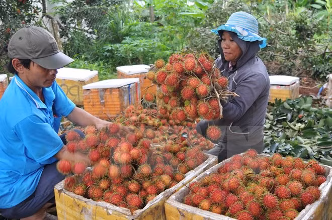 Rambután secado de Dong Nai penetra en mercado francés ảnh 1