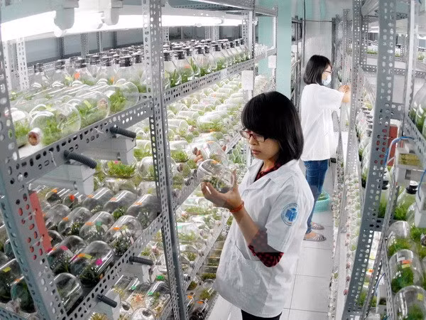 Ciudades vietnamita y estadounidense forjan nexos bilaterales ảnh 1
