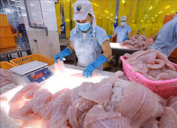 Vietnam cumplirá meta millonaria de exportación de productos acuícolas ảnh 2