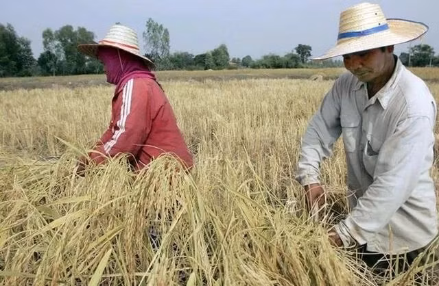 Tailandia eleva objetivo de exportación de arroz a 8,5 millones de toneladas en 2023 ảnh 1