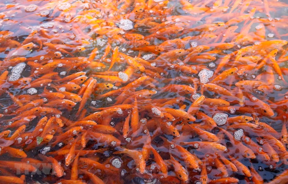 Preservan belleza cultural del culto a dioses de la cocina en Vietnam ảnh 2