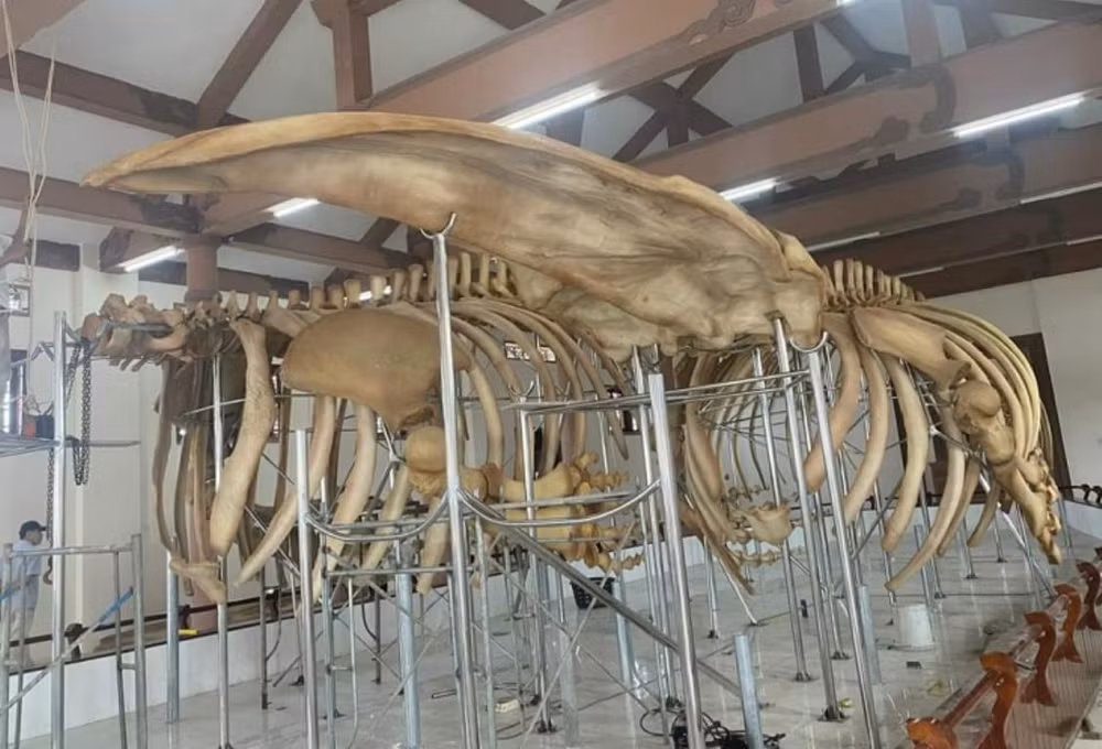 Restauran dos esqueletos de ballena de 300 años en isla vietnamita de Ly Son ảnh 1