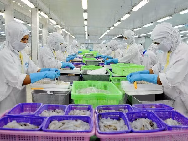 Optimas exportaciones vietnamitas de camarones ảnh 1 Optimas exportaciones vietnamitas de camarones ảnh 1