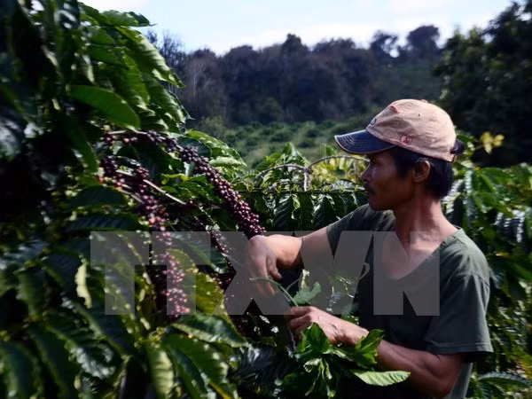 Celebrarán en Ciudad Ho Chi Minh el Día del Café de Vietnam ảnh 1