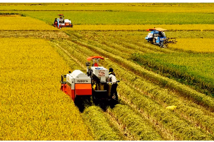 Provincias del Delta del Mekong de Vietnam e India amplían cooperación agrícola ảnh 1