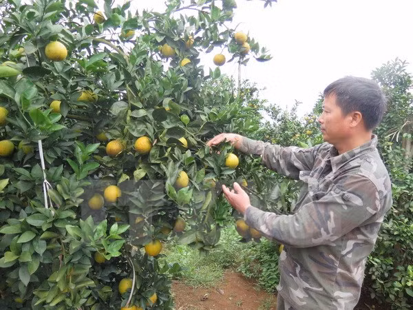 Vietnam y Bélgica impulsan cooperación en agricultura ảnh 1