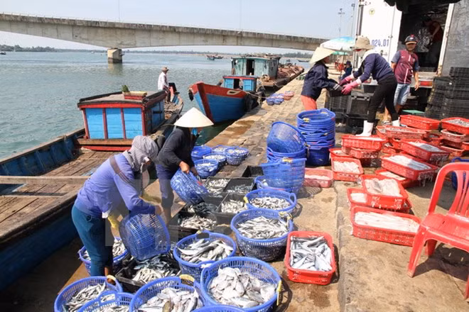 Provincia vietnamita auxilia a pescadores afectados por incidente ambiental ảnh 1