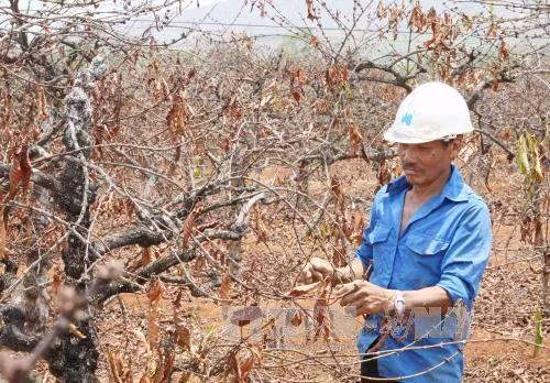 Severa sequía amenaza cultivo de café en las provincias altiplanas vietnamitas ảnh 1