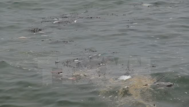 Proponen ayuda alimentaria y financiera para afectados por muerte masiva de peces ảnh 1