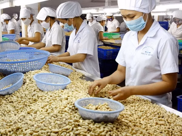 Vietnam registra ingreso multimillonario por exportaciones de productos agrosilvícolas y acuícolas ảnh 1