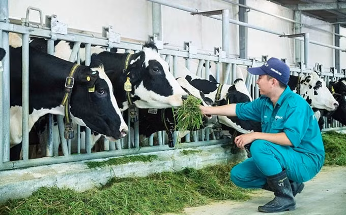 Vietnam apunta a ingresar mil millones de dólares por exportación de productos lácteos ảnh 1