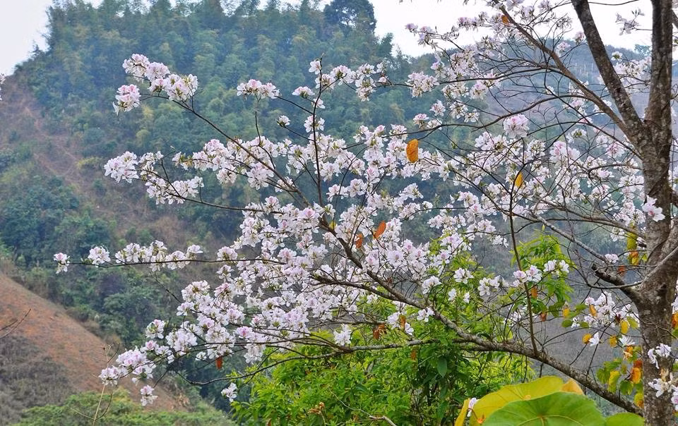 Embellecen flores de bauhinia montañas del noroeste de Vietnam ảnh 1
