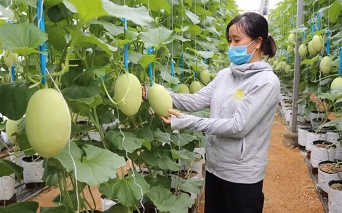 Australia apoya a Vietnam en desarrollo de agricultura de alta tecnología ảnh 1