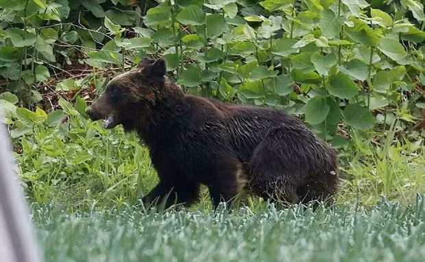 Lanzan en Vietnam proyecto cinematográfico para fortalecer conservación de osos y naturaleza ảnh 1