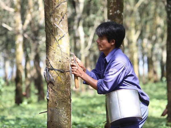 Vietnam colabora con Reino Unido en desarrollo de Centro Financiero Internacional – Vietnam+ (VietnamPlus)