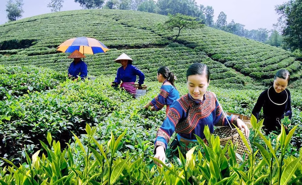 Fortalecen coordinación para garantizar medios de vida de minorías étnicas en Vietnam ảnh 1 Fortalecen coordinación para garantizar medios de vida de minorías étnicas en Vietnam ảnh 1