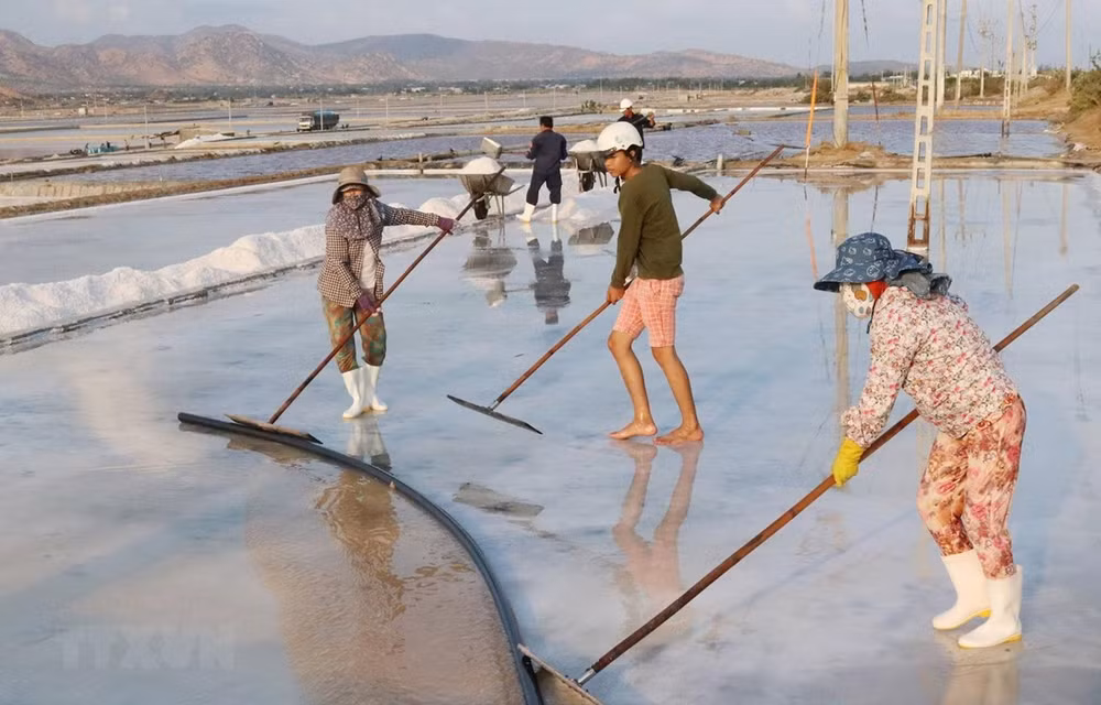 Buscan recuperar industria salinera en provincia vietnamita de Nam Dinh ảnh 1