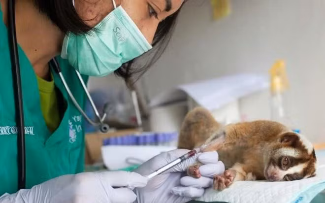 ONGs de Indonesia utilizan alta tecnología contra comercio ilegal de animales ảnh 1