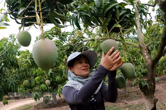 Exportan primer lote de mangos tricolores vietnamitas a Australia ảnh 1