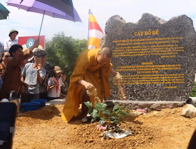 Siembran en Vietnam árbol Bodhi, planta bajo la cual nació el budismo, según leyenda ảnh 1 Siembran en Vietnam árbol Bodhi, planta bajo la cual nació el budismo, según leyenda ảnh 1