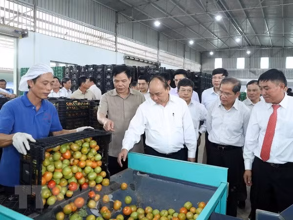Premier de Vietnam visita modelo de cultivo de verduras limpias ảnh 1