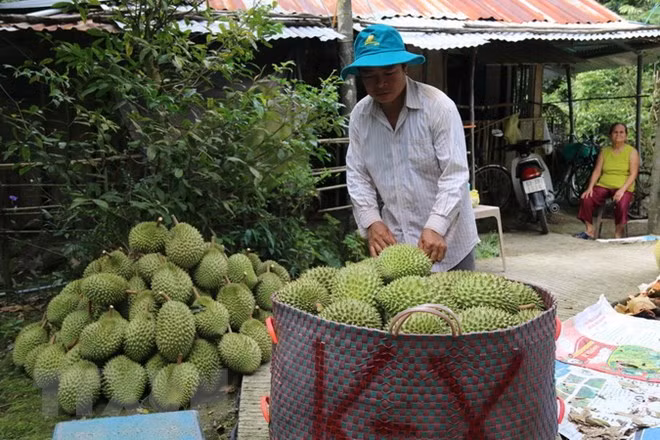 Vietnam se proponer mayor exportación de frutas a China ảnh 1