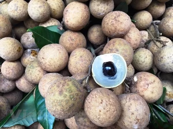Vietnam promueve venta de longan a pocas semanas de comenzar recolección de la fruta ảnh 1