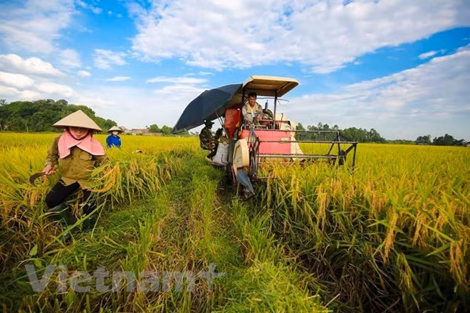 Vietnam promueve inversiones en la agricultura ảnh 1