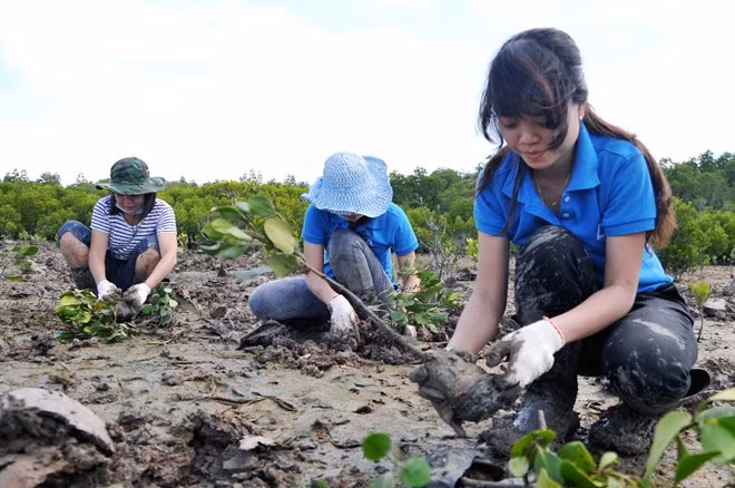 Vietnam promueve inversiones para cumplir meta de plantación forestal costera ảnh 1