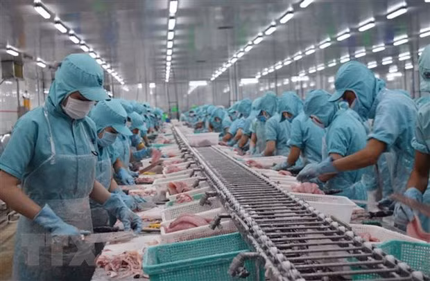 Vietnam podría ingresar fondo multimillonario por exportaciones de pescado Tra en 2020 ảnh 1