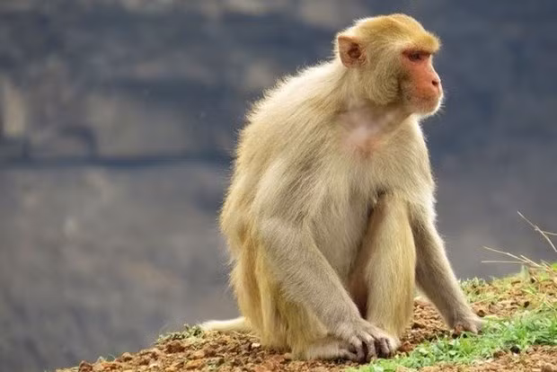 Vietnam realiza prueba de virus contra el COVID-19 en el macaco Rhesus ảnh 1