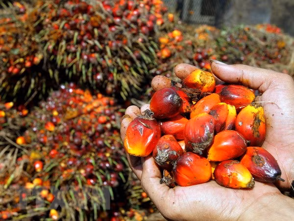Indonesia pide a UE terminar discriminación contra productos de aceite de palma ảnh 1