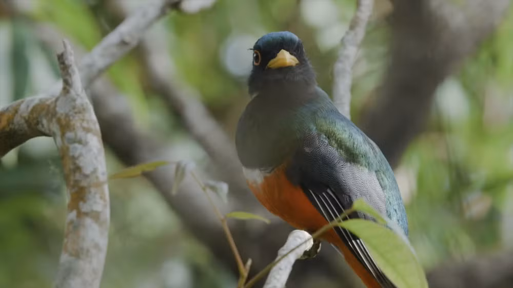 Colombia, paraíso de aves, en espera de turistas vietnamitas ảnh 1