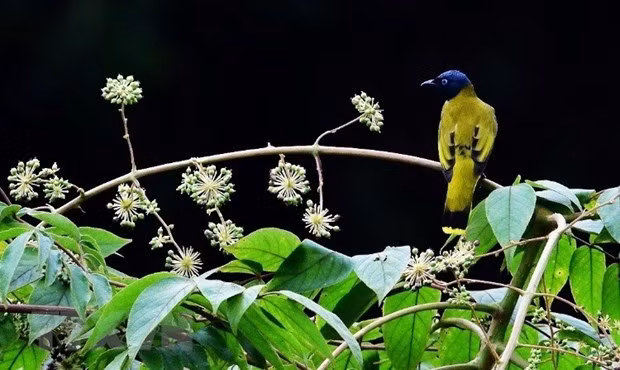 Descubra la reserva de la biosfera de Kon Ha Nung en Vietnam ảnh 2