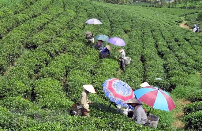 Desarrolla Tailandia en Vietnam proyecto de economía de suficiencia para desarrollo comunitario sostenible ảnh 1