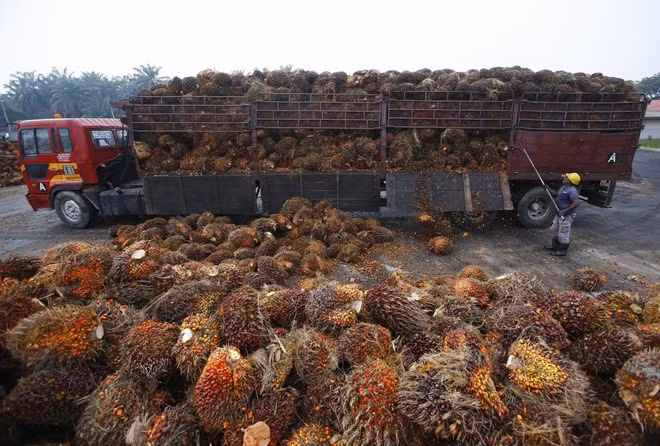 Presentará Malasia queja contra la UE ante la OMC por recortes al empleo del aceite de palma ảnh 1