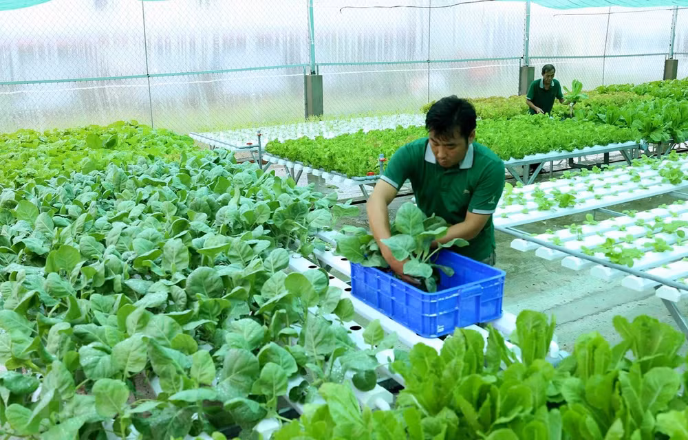 Planean establecer estándares comunes para productos orgánicos en ASEAN ảnh 1