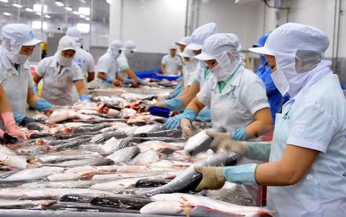Vietnam intensifica control del proceso de exportación de bagres a Estados Unidos ảnh 1