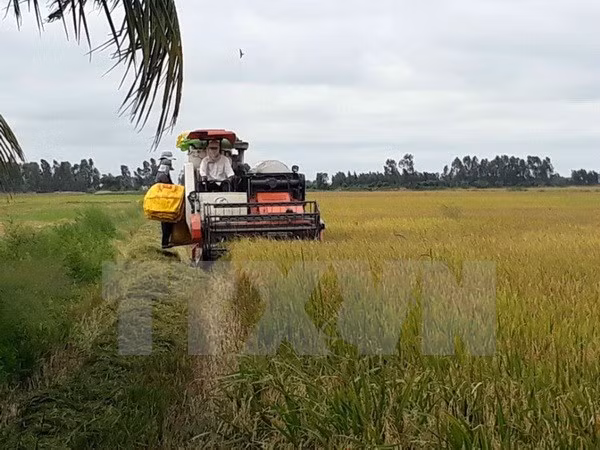 Sector agrícola por alcanzar meta de crecimiento de 3,5 por ciento este año ảnh 1