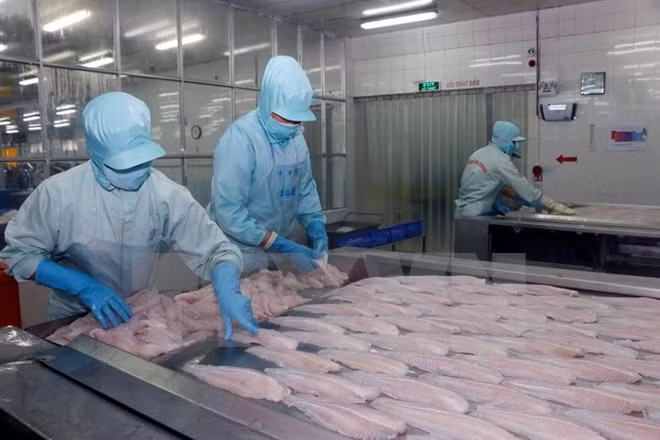 Exportaciones de pescado Tra de Vietnam se mantienen estables ảnh 1