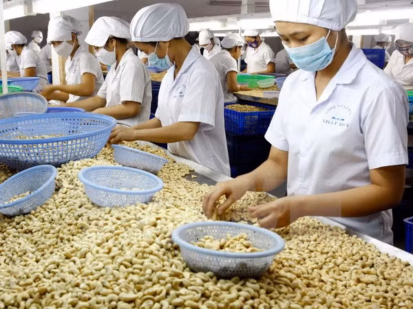 Exportaciones vietnamitas de anacardo reportan 2,2 mil millones de dólares en ocho meses de 2017 ảnh 1